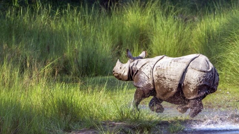 4 Nights 5 Days Kaziranga Majuli Island Tour_5