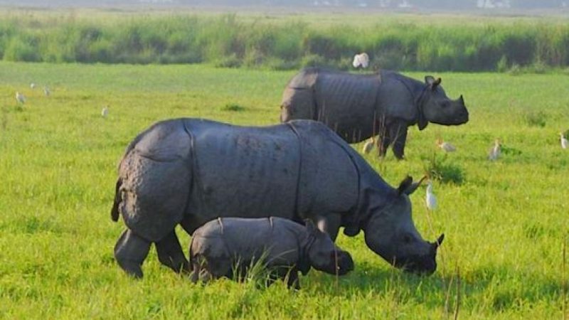 4 Nights 5 Days Kaziranga Meghalaya Guwahati tour_1