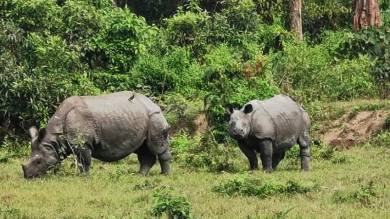 5 Nights 6 Days Kaziranga Shillong Dawki Cherrapunjee Tour_3